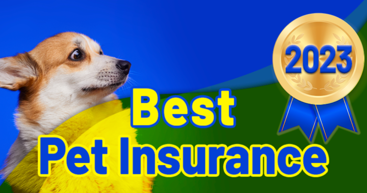 9 Best Pet Insurance Companies Of December 2023